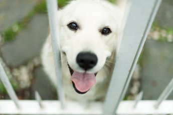 Hund bei Hitze im Auto gelassen – Geldbuße!