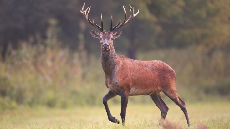 Jäger und Jagd – Wie ist die Rechtslage?