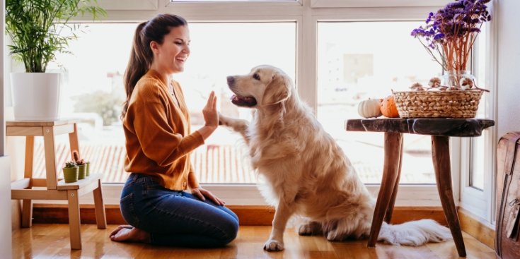 Wohnen mit Hund: Worauf müssen Hundebesitzer achten?