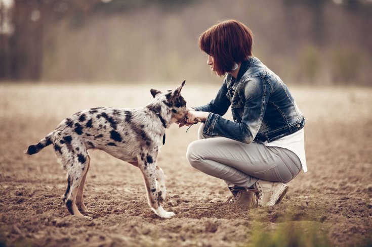 Wann muss der Hund an die Leine?